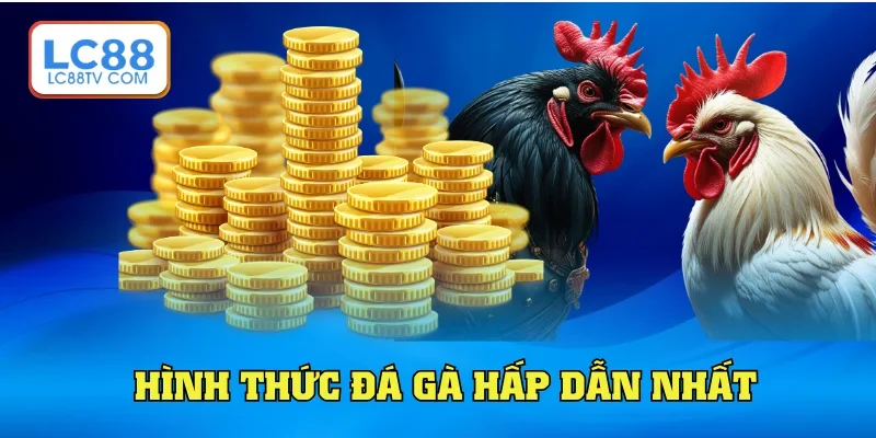 Hình thức chọi gà cực căng